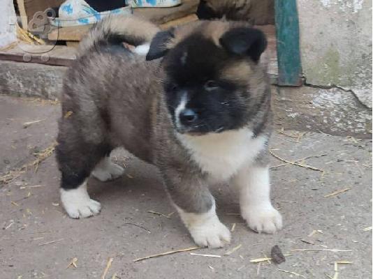 Αμερικάνικα κουτάβια Akita